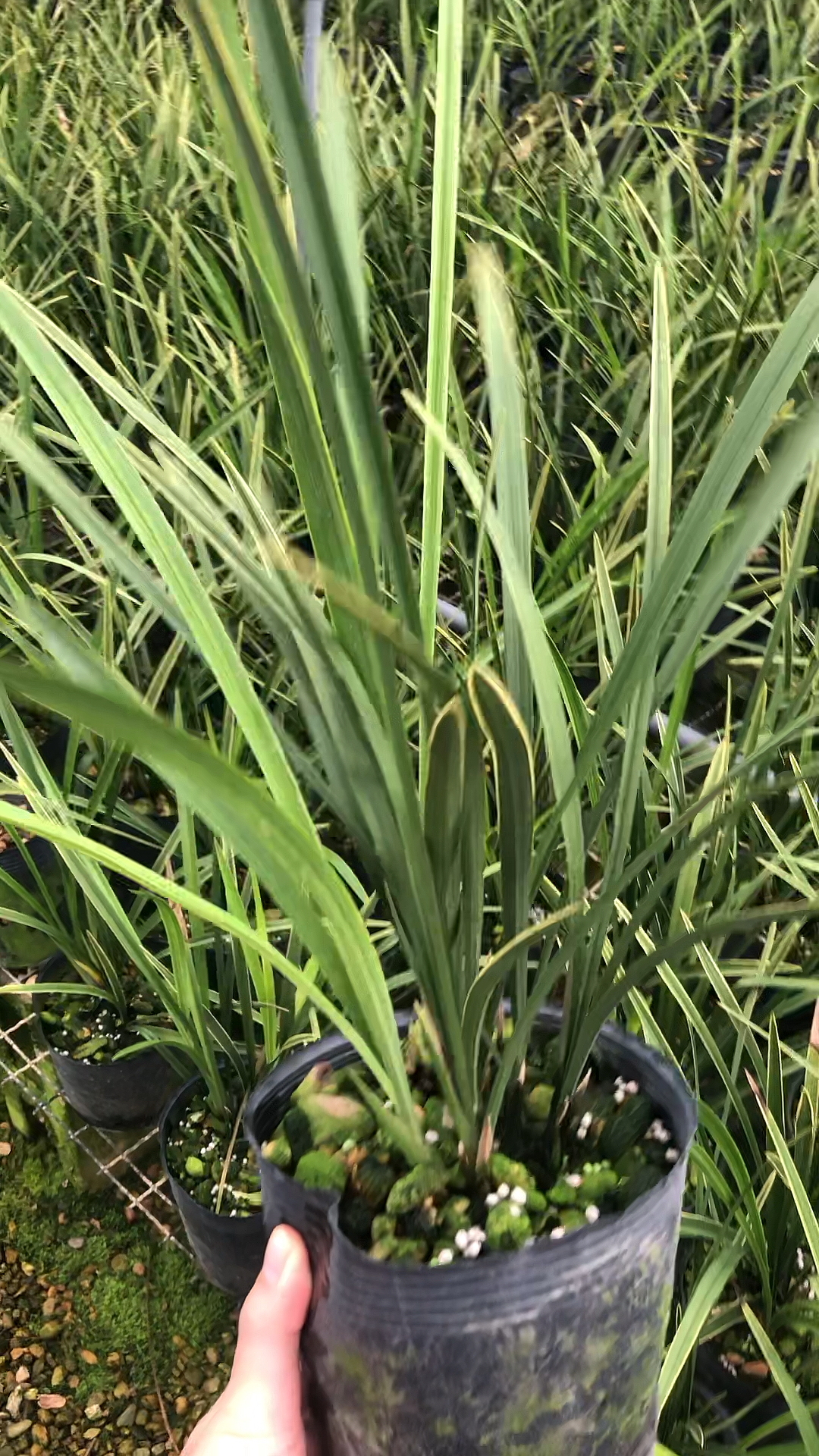 兰花种植#立叶金针建兰边艺带金边