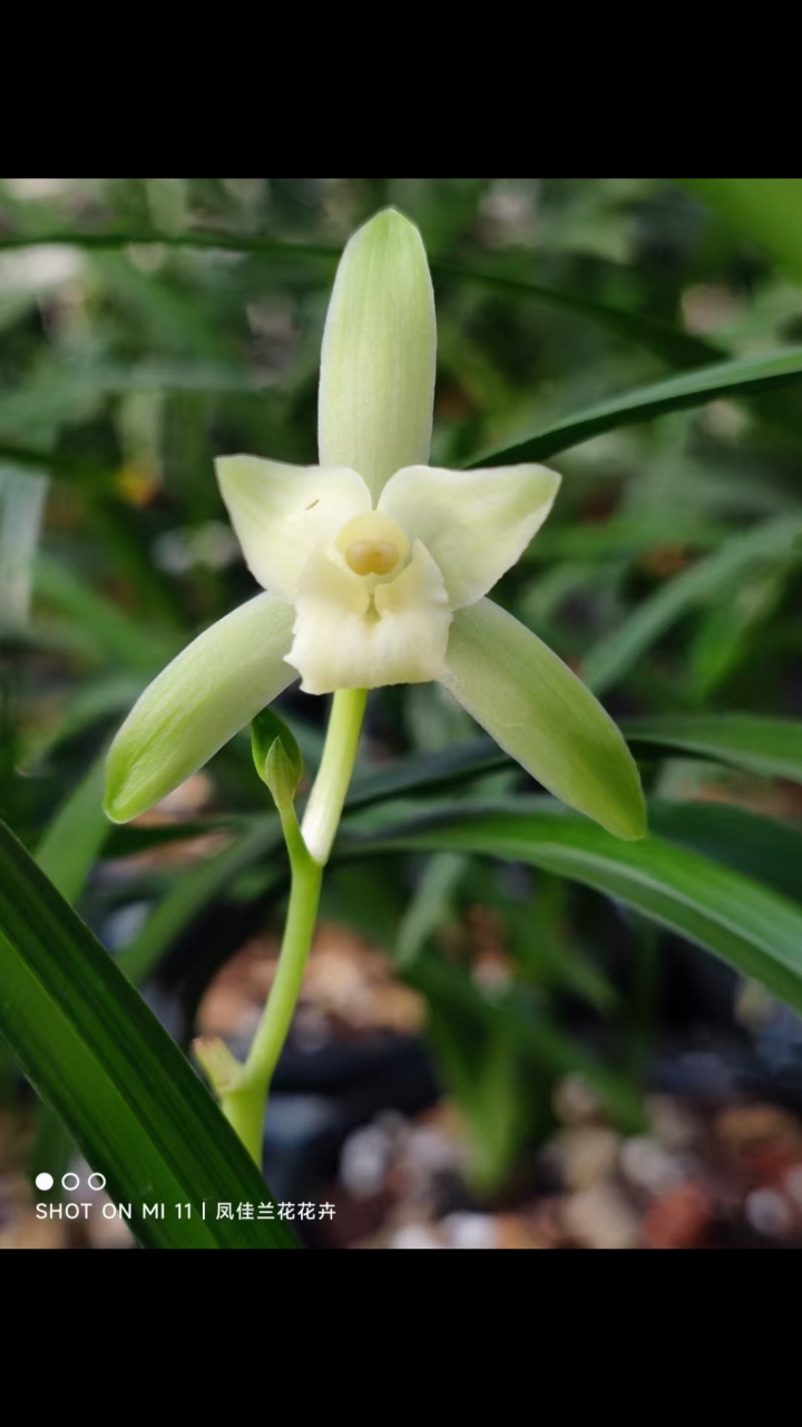 传播兰花知识#建兰名品宫雪