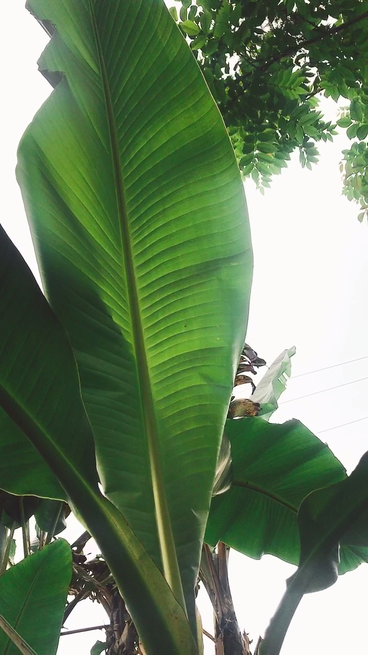 铁扇公主的芭蕉扇