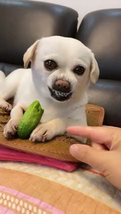 狗,我的忍耐是有限的!给点面子,我龇牙呢