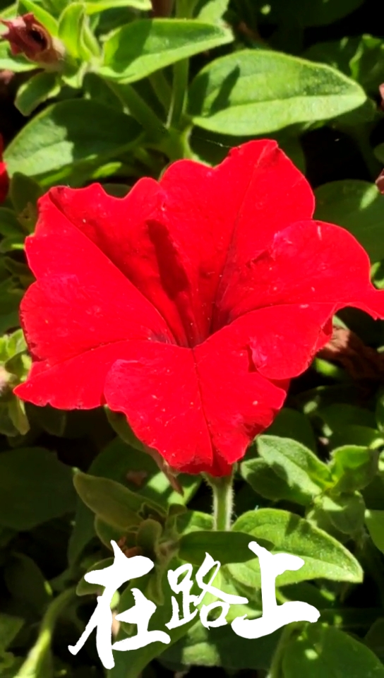 不一样的人生#红色矮牵牛花