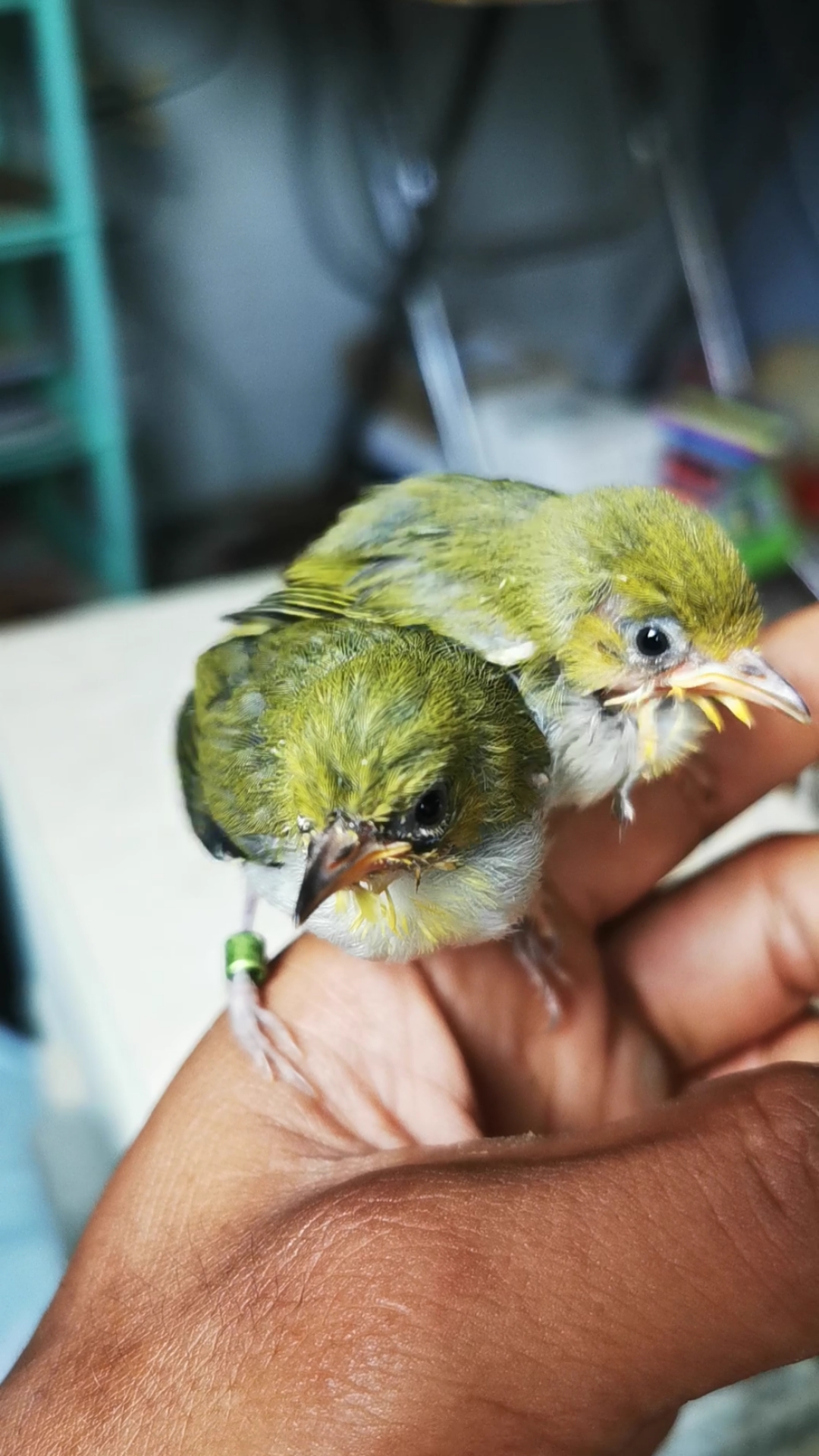 繡眼鳥#吃點哈密瓜,準備可以放生了