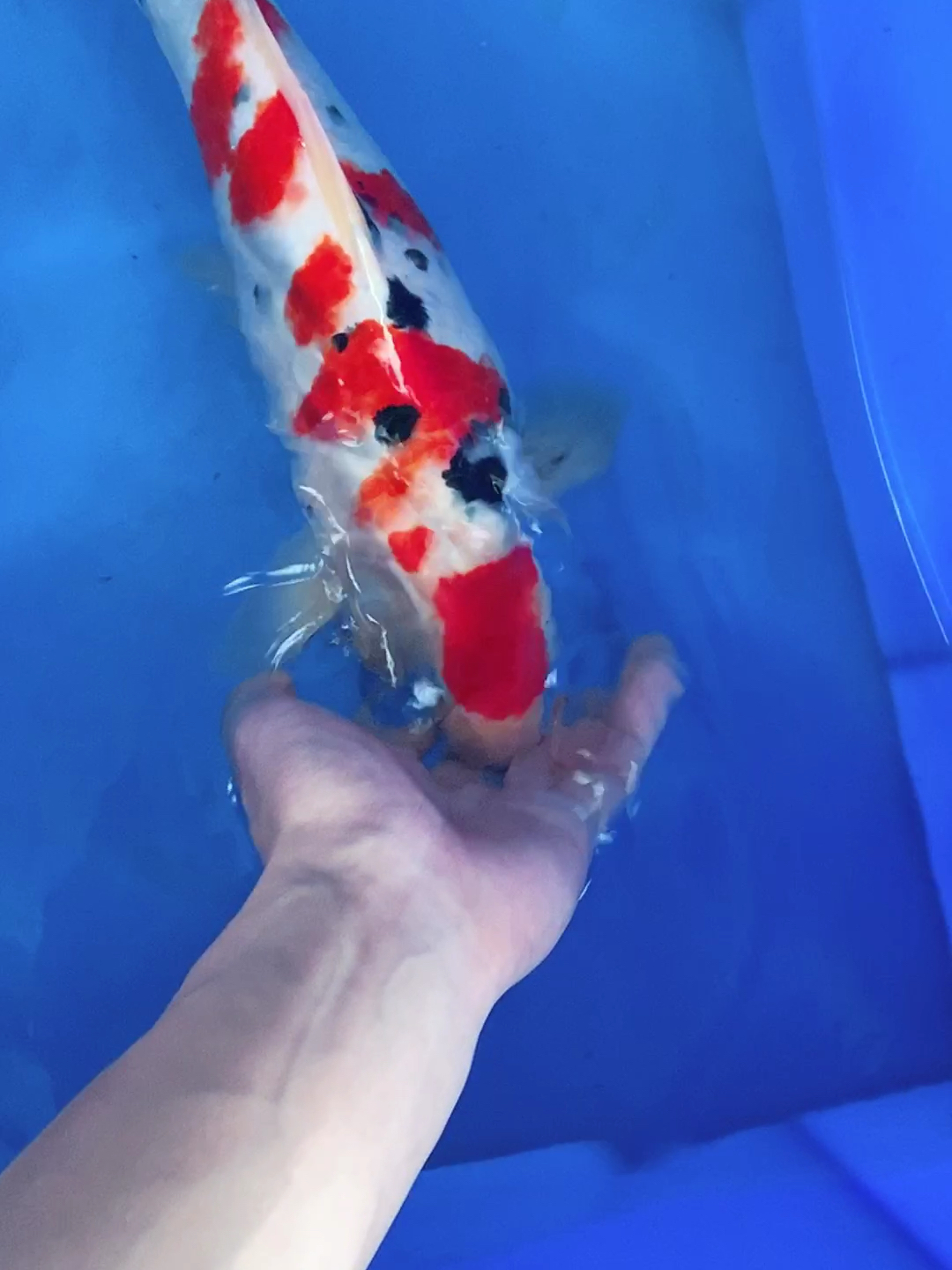 锦鲤#40公分丹顶大正三色锦鲤