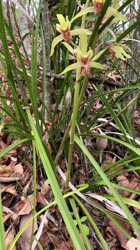 新手养兰必首选,秦岭蕙兰,好养易活,漂亮又芬芳