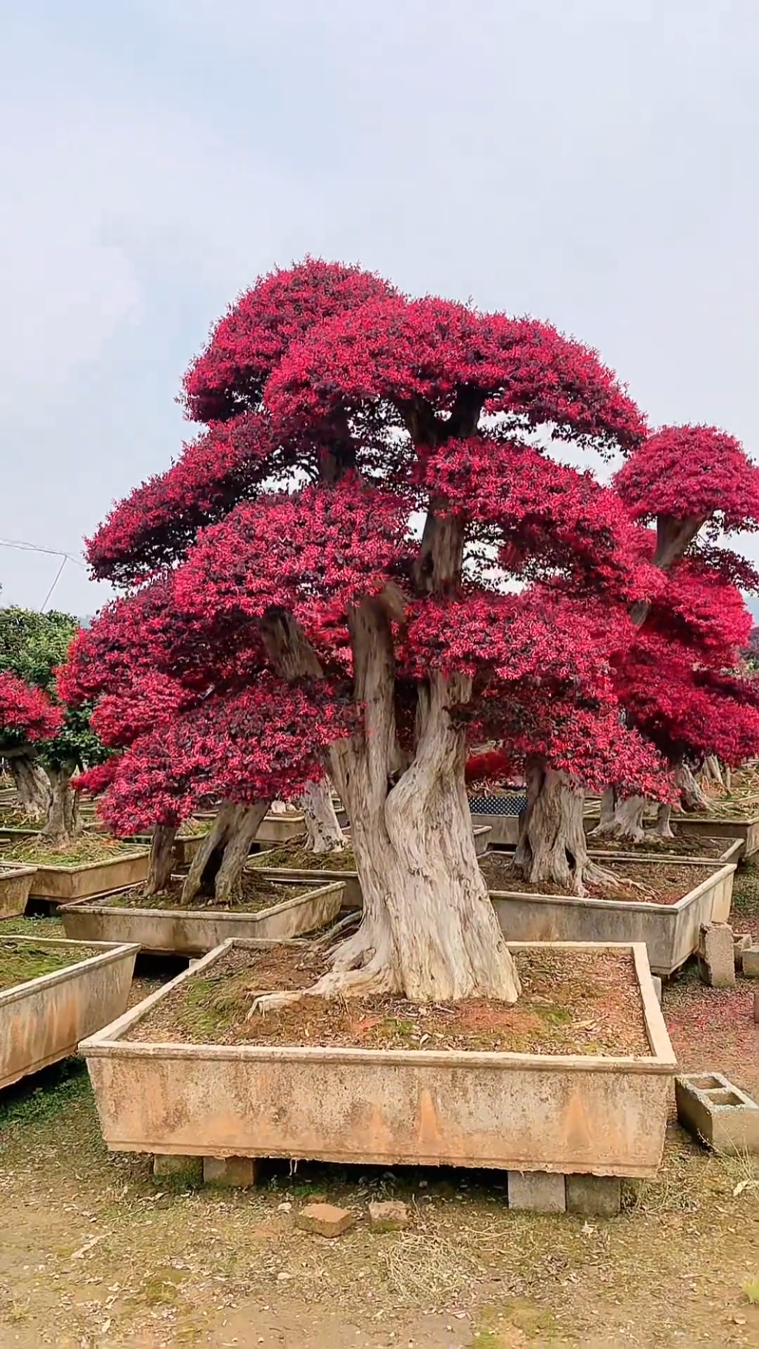 红花继木造型树霸气十足