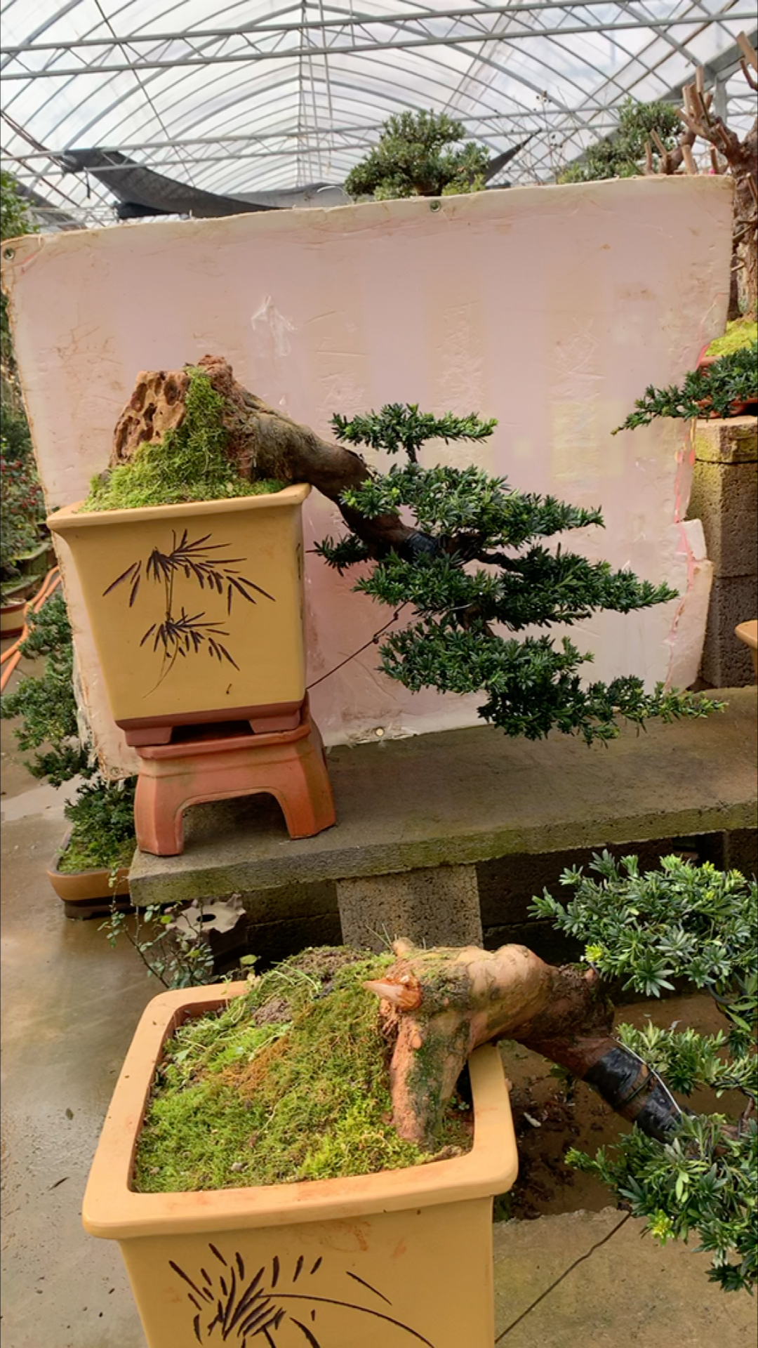 悬崖造型罗汉松盆景