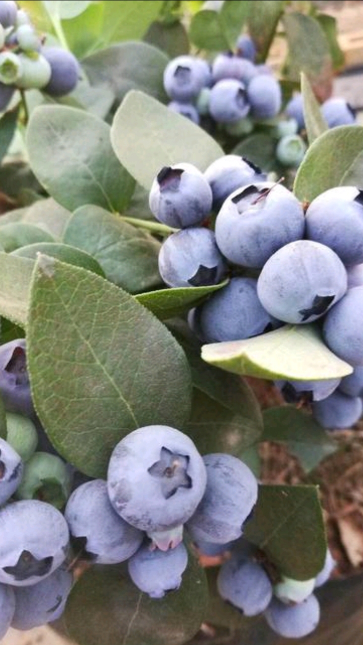 绿宝石蓝莓苗#绿宝石蓝莓苗苔藓苗启苗中,组培根系,脱毒育苗成活赂哌