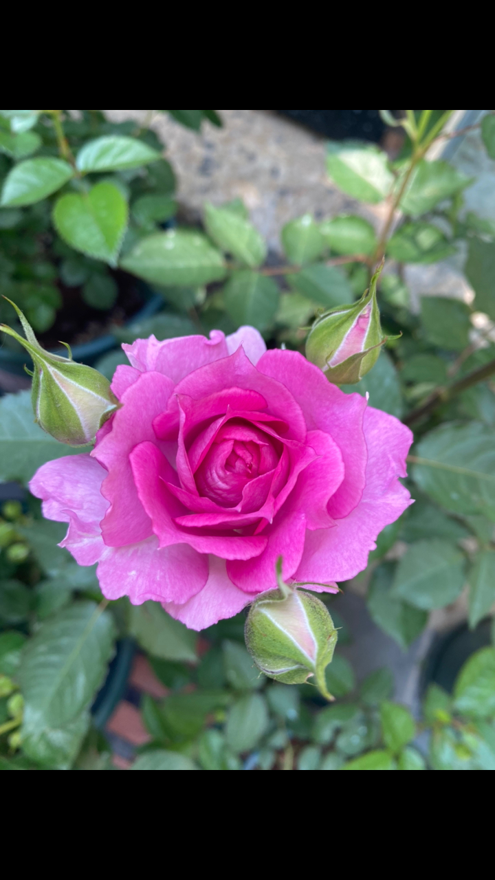 月季虐我千百遍,我待月季如初恋!