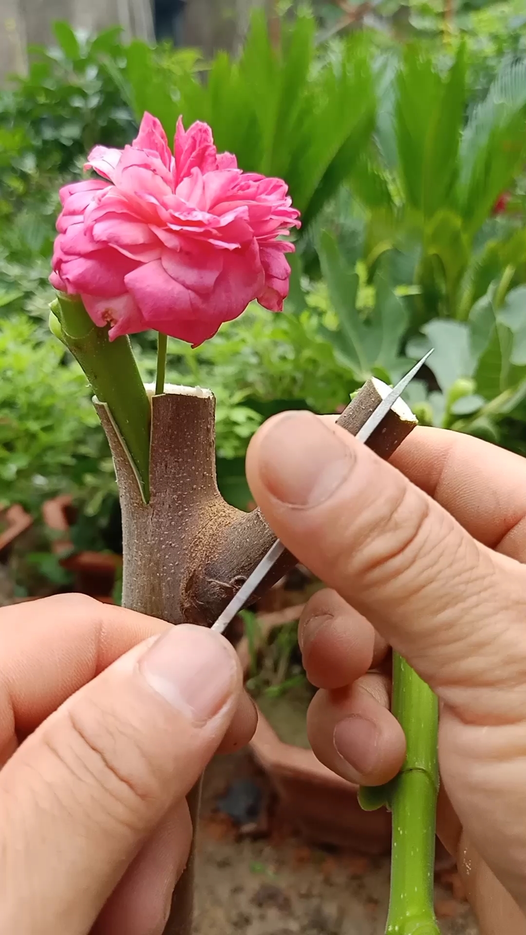 嫁接技术#插皮接嫁接果树和花树小技巧-度小视