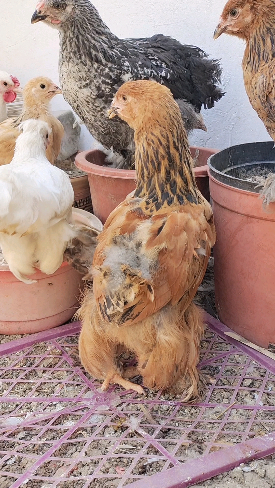 破壳计划#婆罗门鸡苗