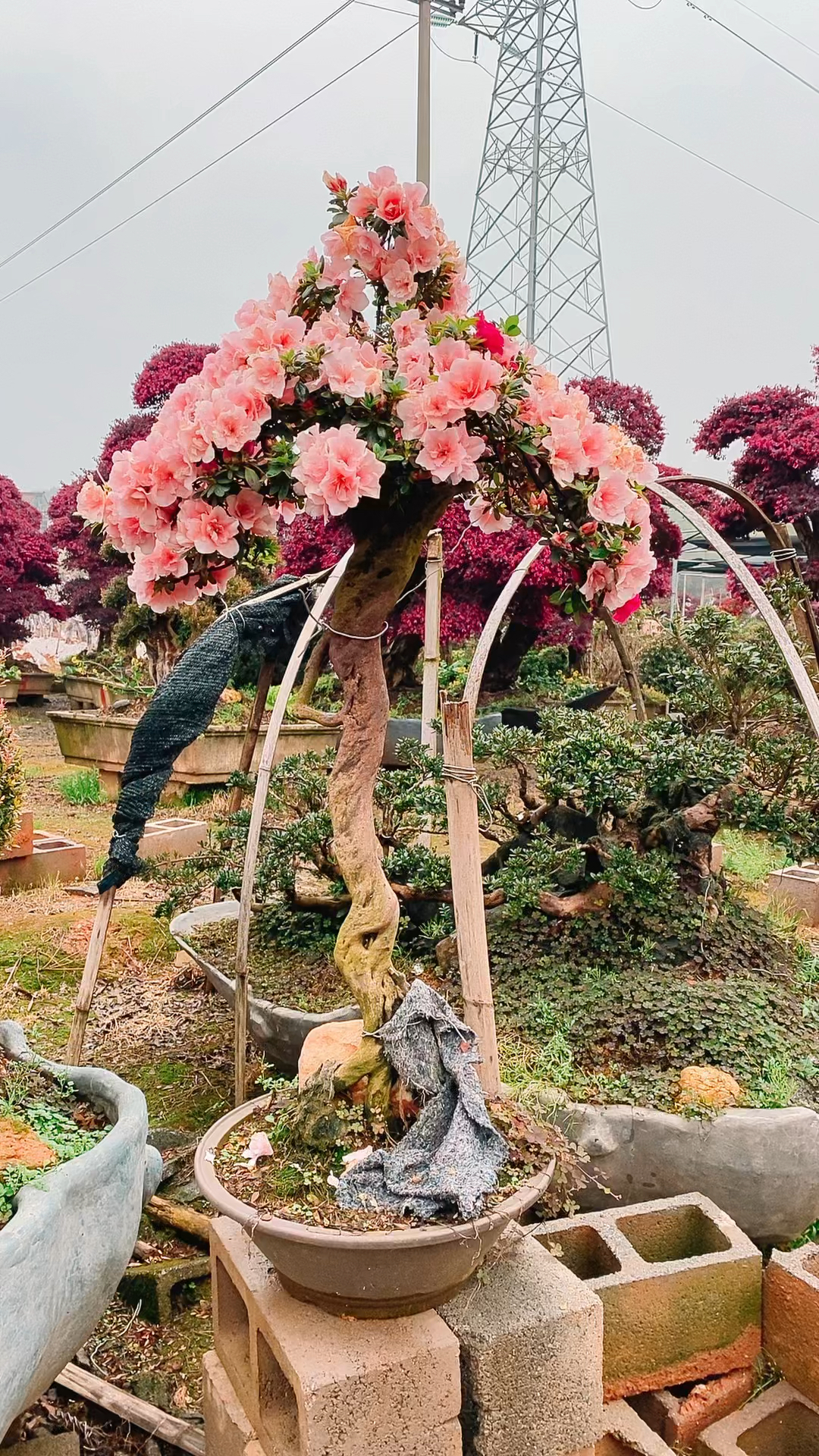 文人大长腿杜鹃