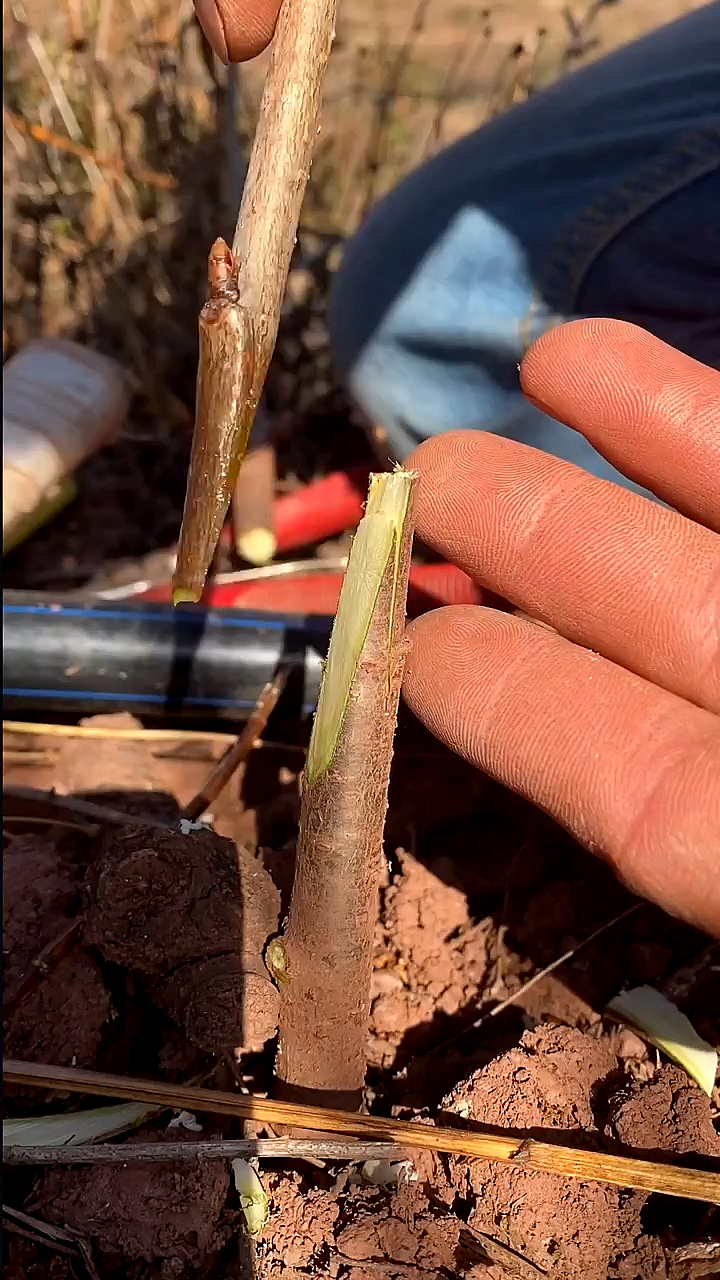 春日小视频有奖征集活动#大樱桃春天嫁接,采用舍接法,成活率高-度小