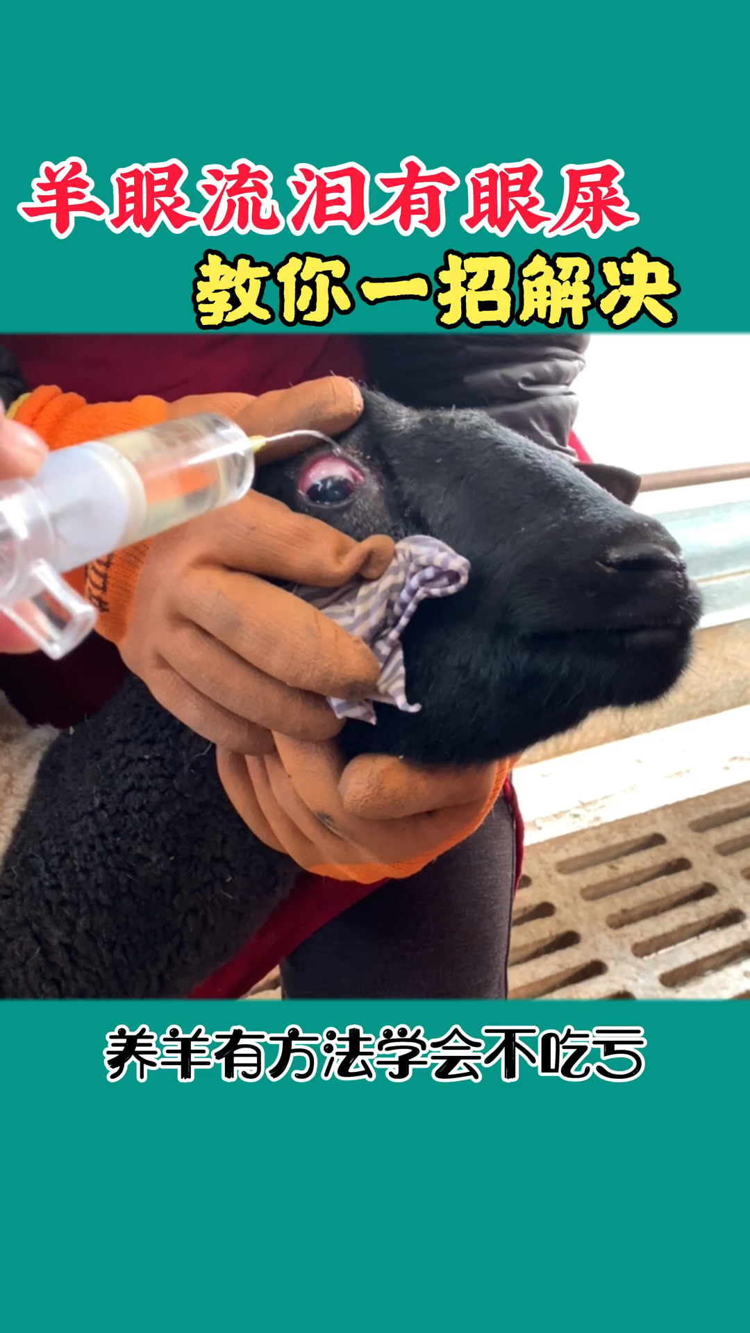 农村养羊人#羊眼流泪有眼屎,教你一招轻松解决!-度小视