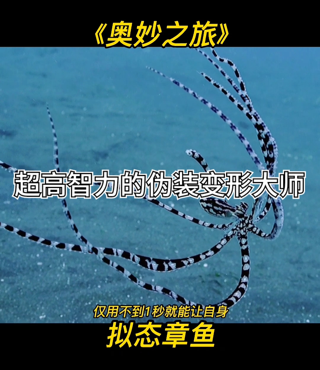 知识科普#拥有超高智力,自然界中顶级的伪装和变形大师～拟态章鱼