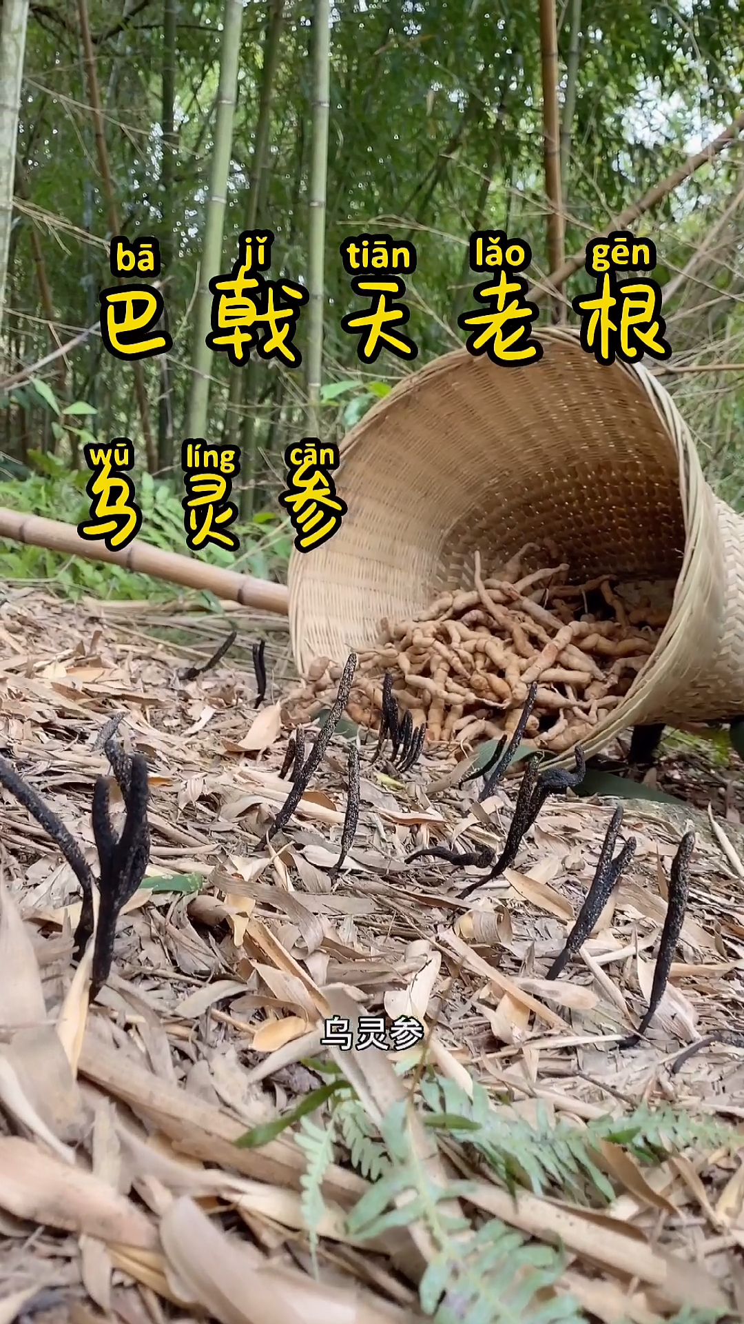 农村又找到一大片的乌灵参