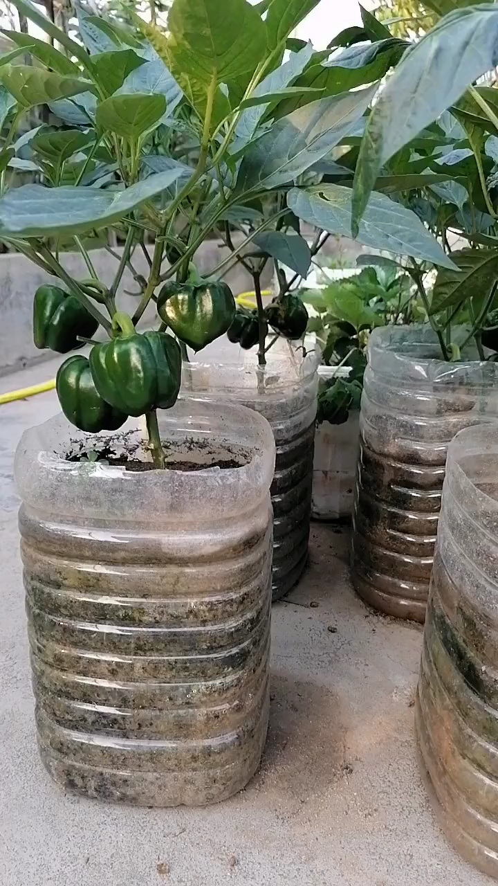 这就是我婆婆用报废了的油桶种的,高手,高手,高高手