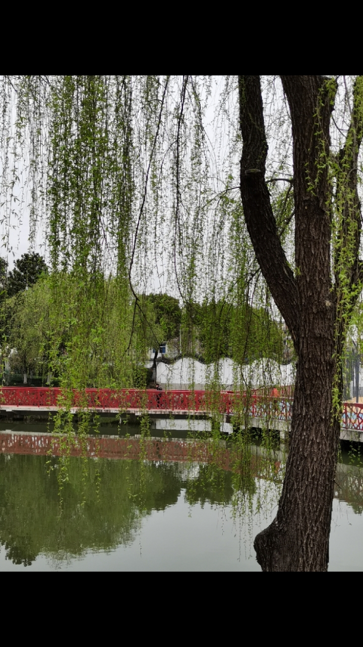 春天到了,柳树发芽,像水幕布舞动着.