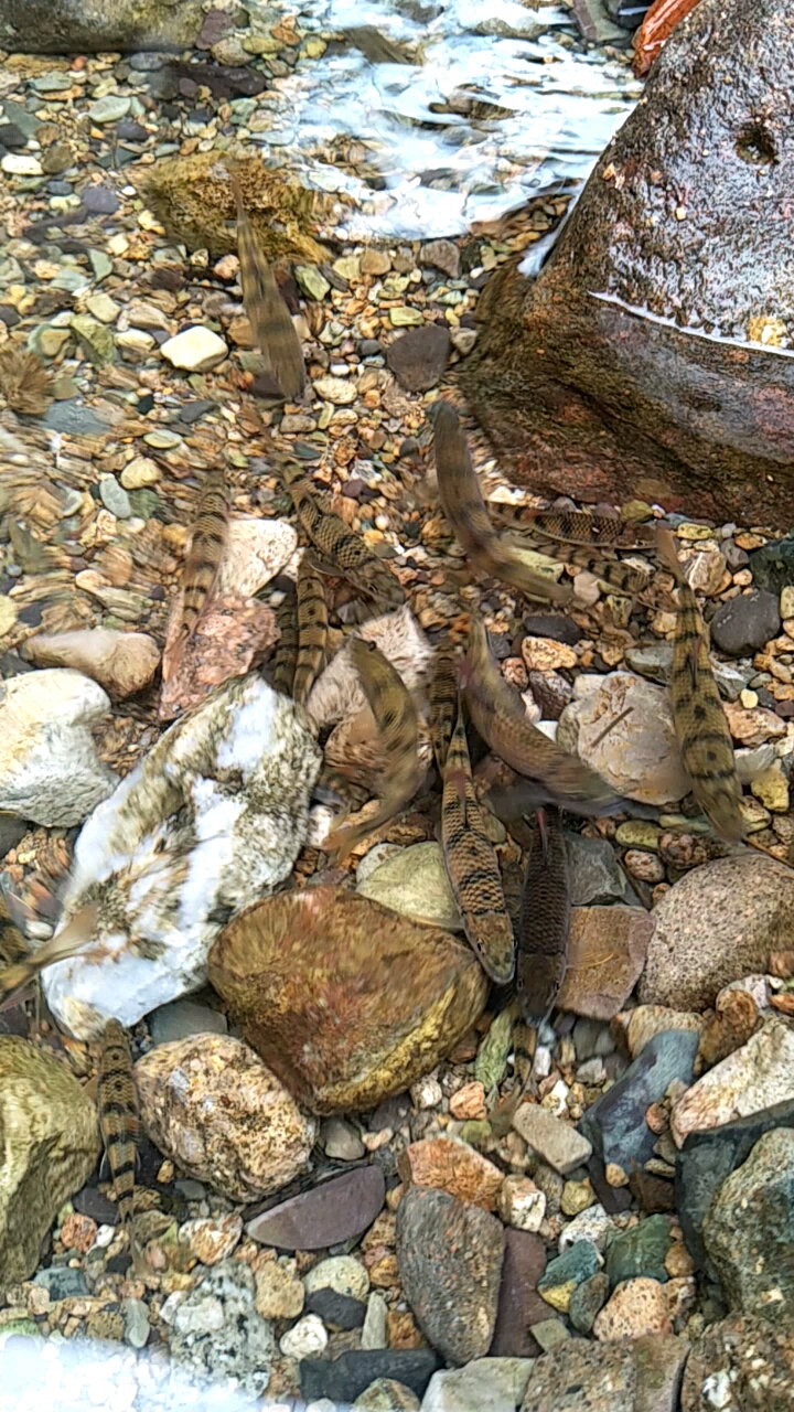 野生溪石斑鱼分布范围图片