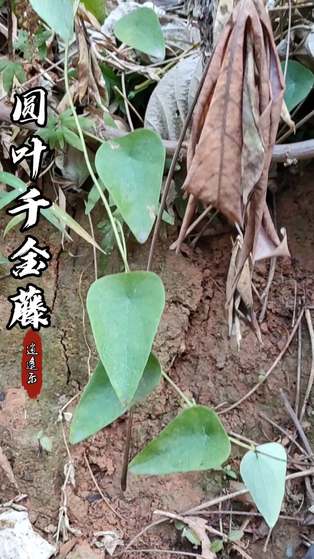 認識中草藥#百草中藥之圓葉千金藤,防己科,千金藤屬一個品種