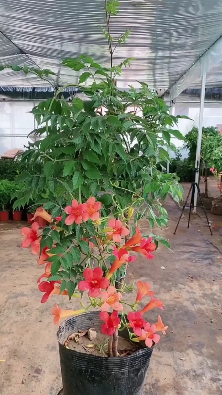 爬藤花王凌霄花,小院陽臺種植兩株,花開時節美如詩畫