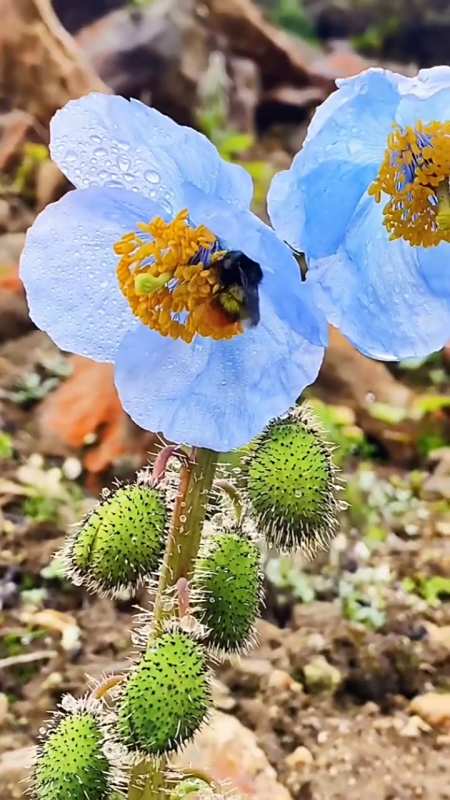 花卉欣赏#你没见过的蓝花绿绒蒿,世界名花,不丹国花,可观赏,可入药.