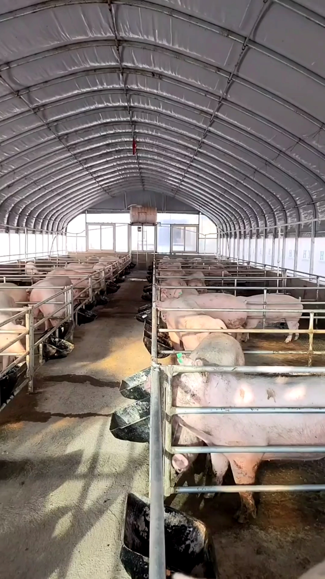 农村养猪#农村养猪大棚使用中#养猪人#阳光猪舍#新建养猪场#养猪磁镲