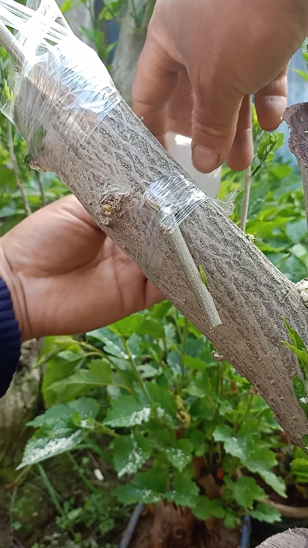 嫁接技术#倒芽倒接木槿花技术,四季开花