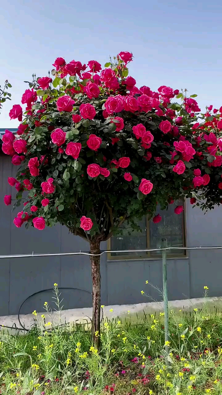 大花老桩月季,花大浓香型,多季循环开花