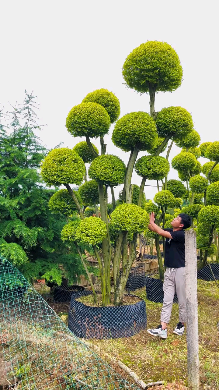 亮晶女贞造型树四季不落叶适合庭院别墅农家小院栽植