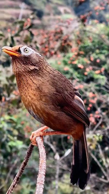 画眉鸟叫声婉转动听,你喜欢吗?