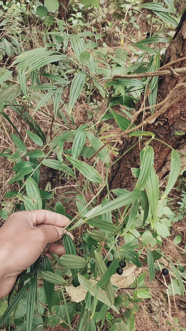 万寿竹非常好,大家认识下