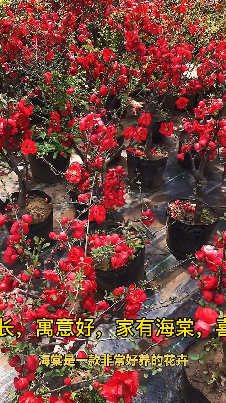 四季长寿冠海棠花花期长花量大花友们喜欢这一款海棠花吗