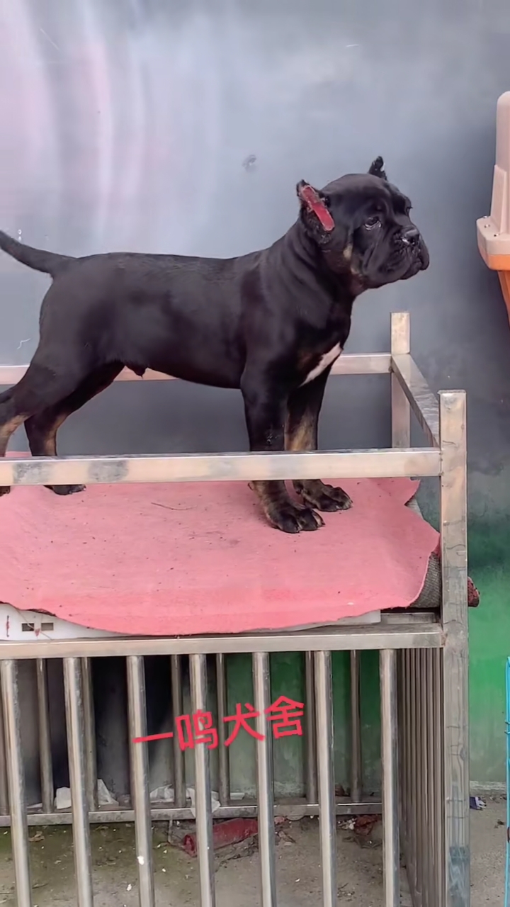 卡斯罗不断尾巴