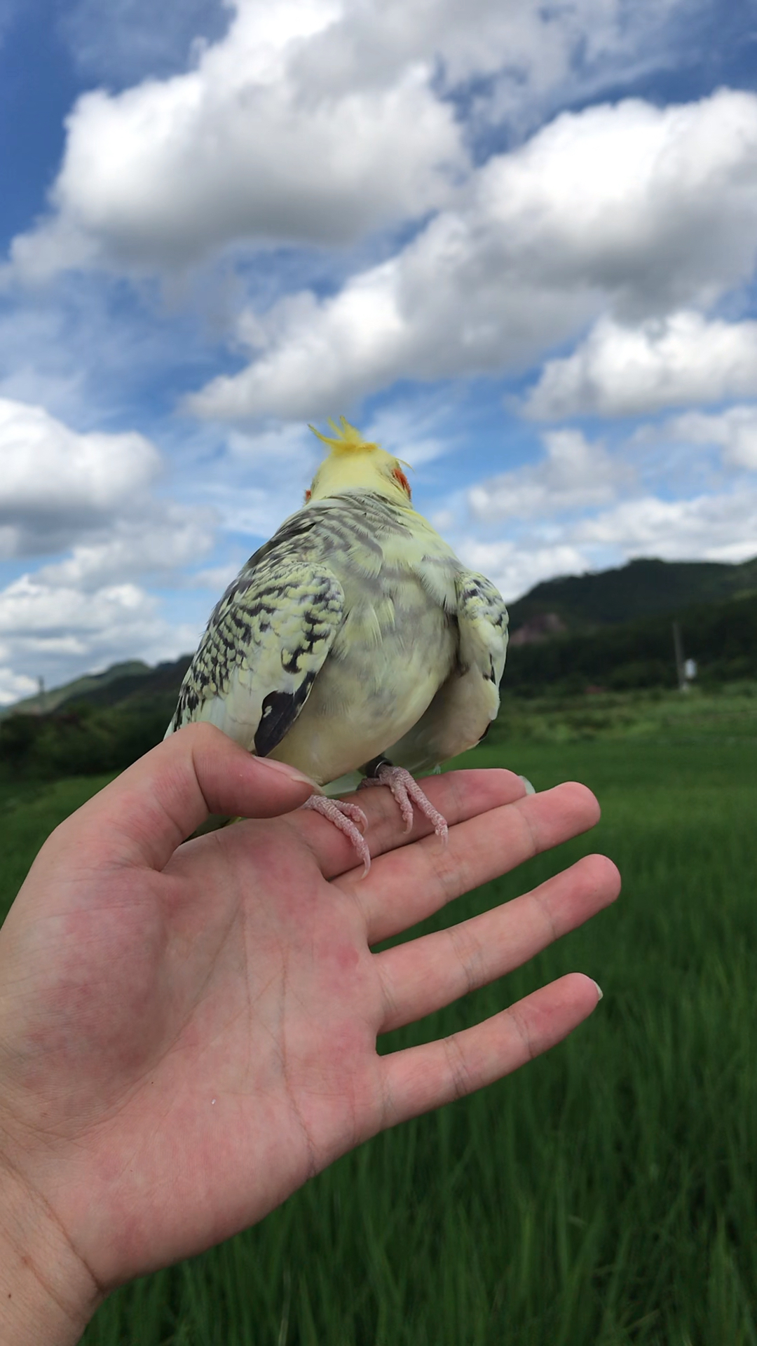 玄凤鹦鹉可以教说话吹口哨放飞