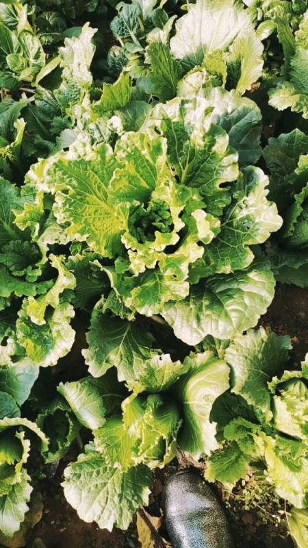 音为有你#看看我们种的菜,白菜包心中.