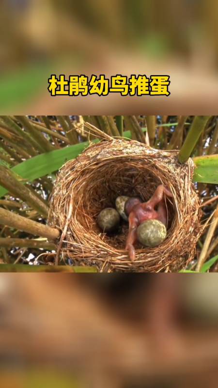 我要上热门#刻在杜鹃幼鸟骨子里的东西