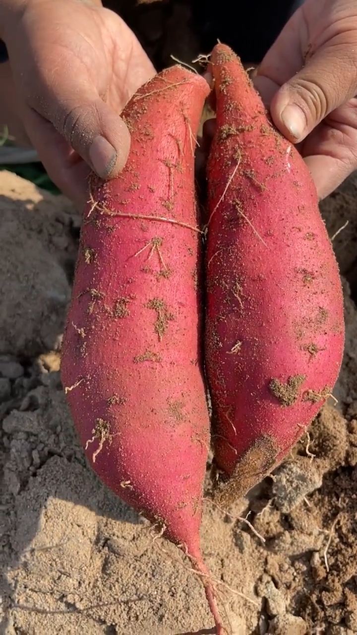 沙地新鲜西瓜红蜜薯,软糯香甜#三农助力-度小视