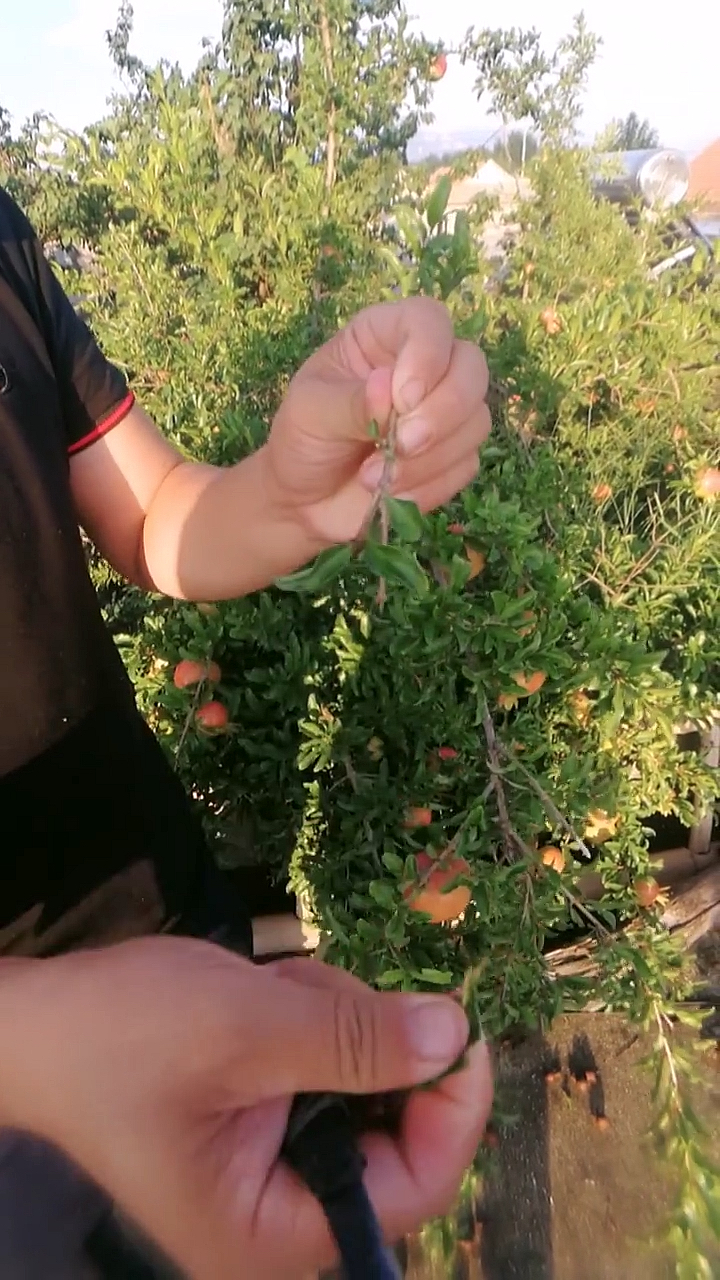 石榴树夏季双舌接,嫁接技术展示