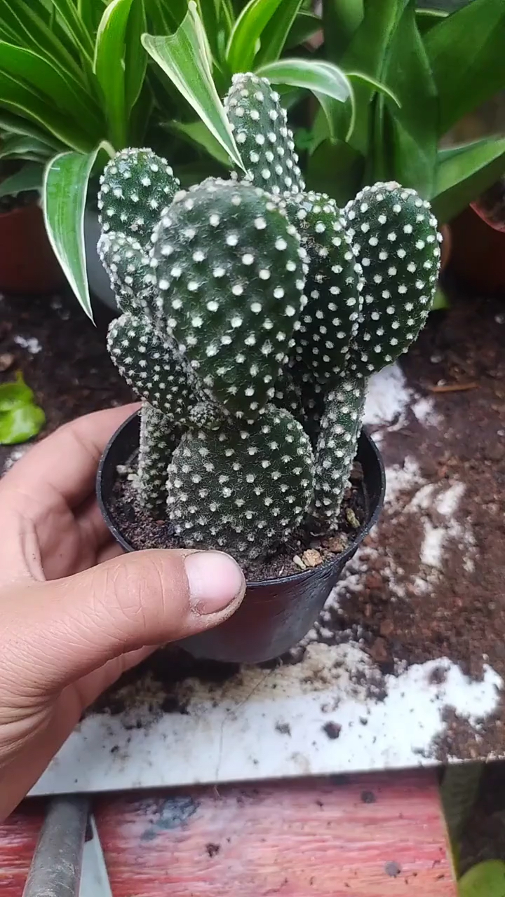 分享养花经验#白毛掌的繁殖方式-度小视