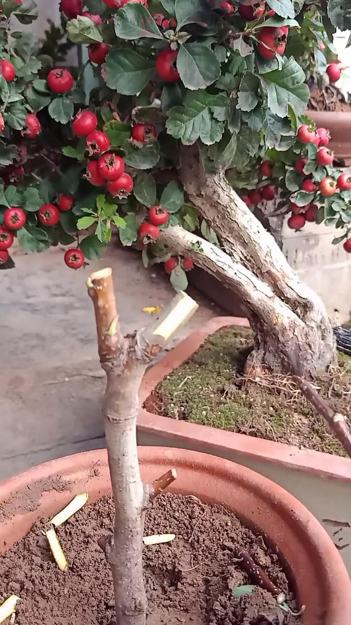 芽接山里红小技巧,立秋最佳,您学会了吗?
