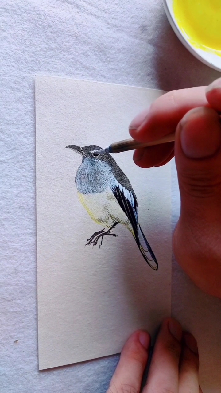 简简单单画一只长尾小山雀