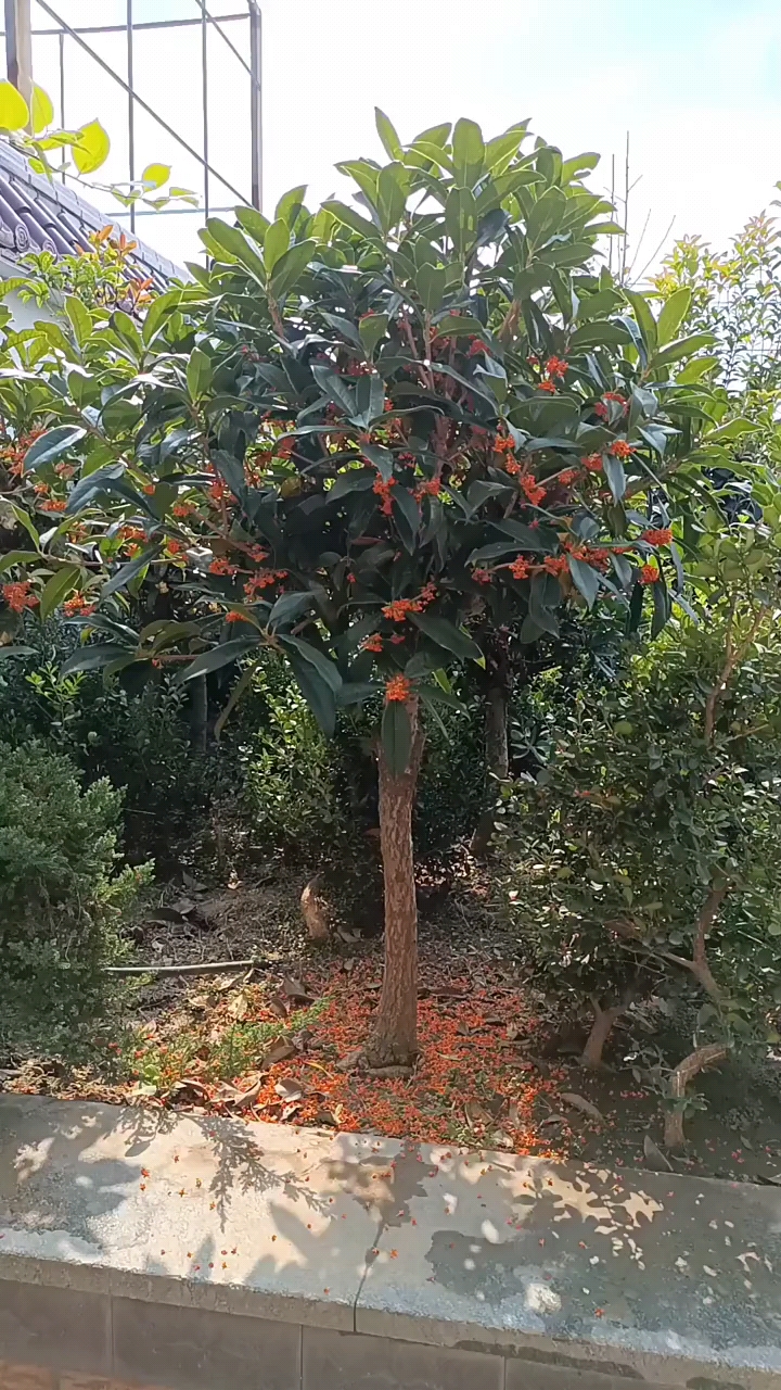 老朱砂桂,花苞爆满浓香型花卉,南北方都可种植