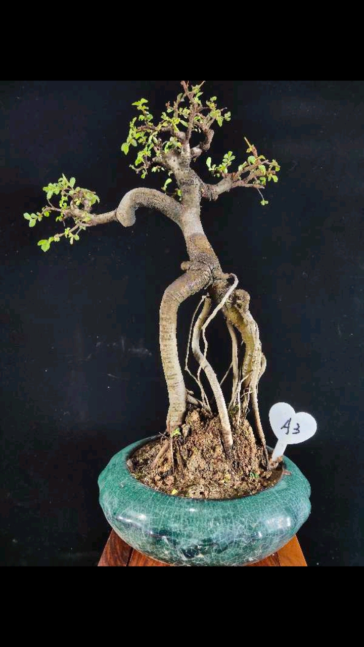 盆景#提根榆树素材