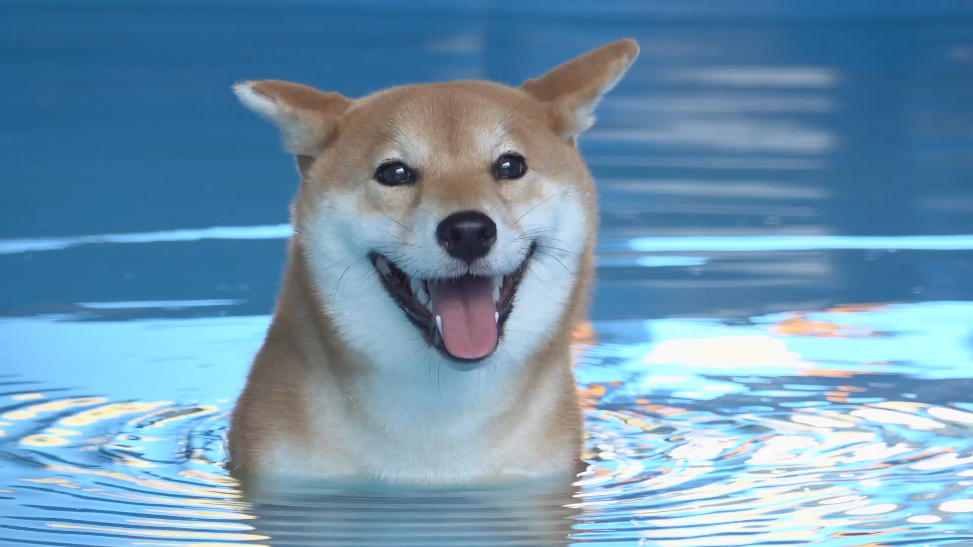 爱喝水的小柴犬,竟然怕水