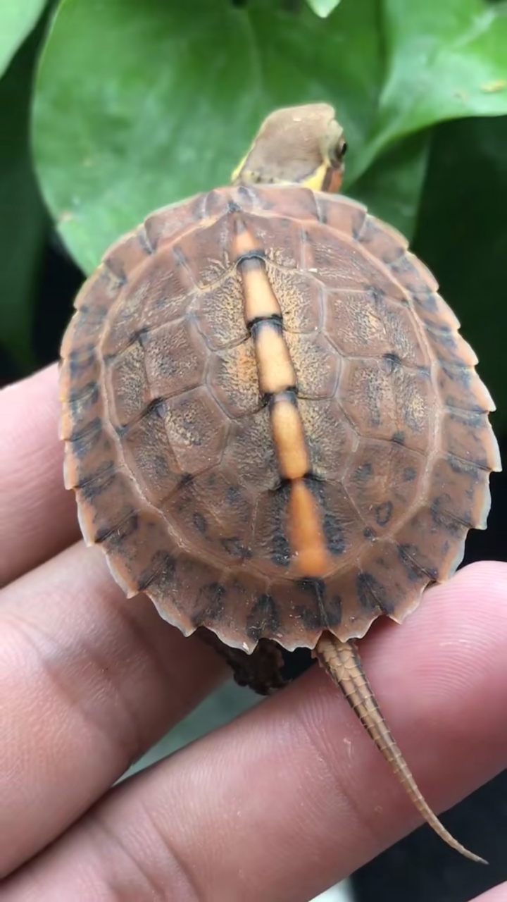 黄缘杂#寻找有缘人,共7个