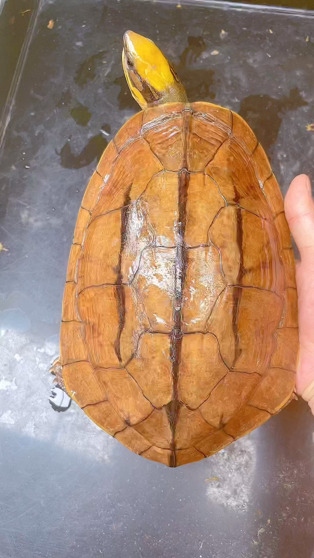 #金钱龟#三条稳产海南母