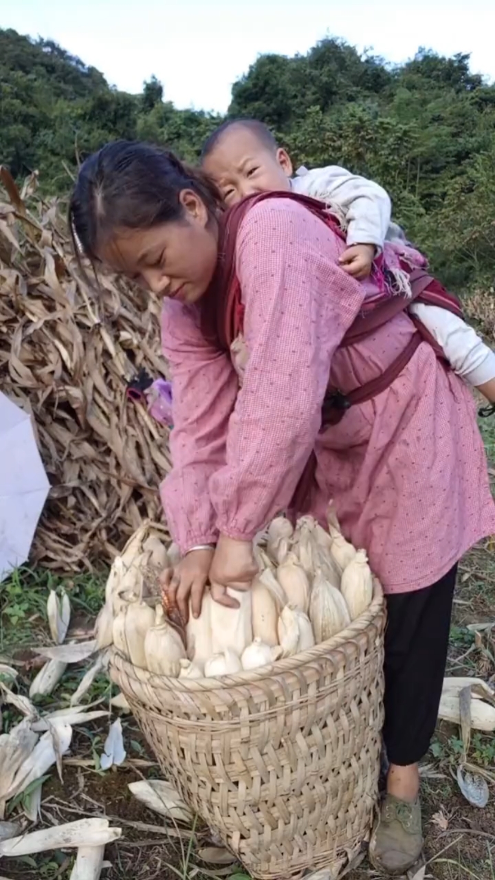 農村婦女揹著小孩收玉米