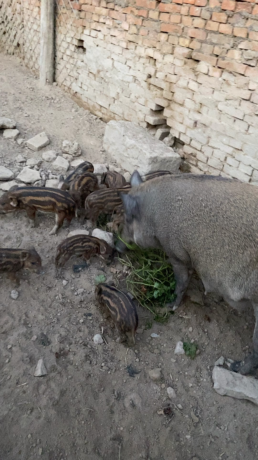 河北野猪养殖最大的放养野猪养殖基地