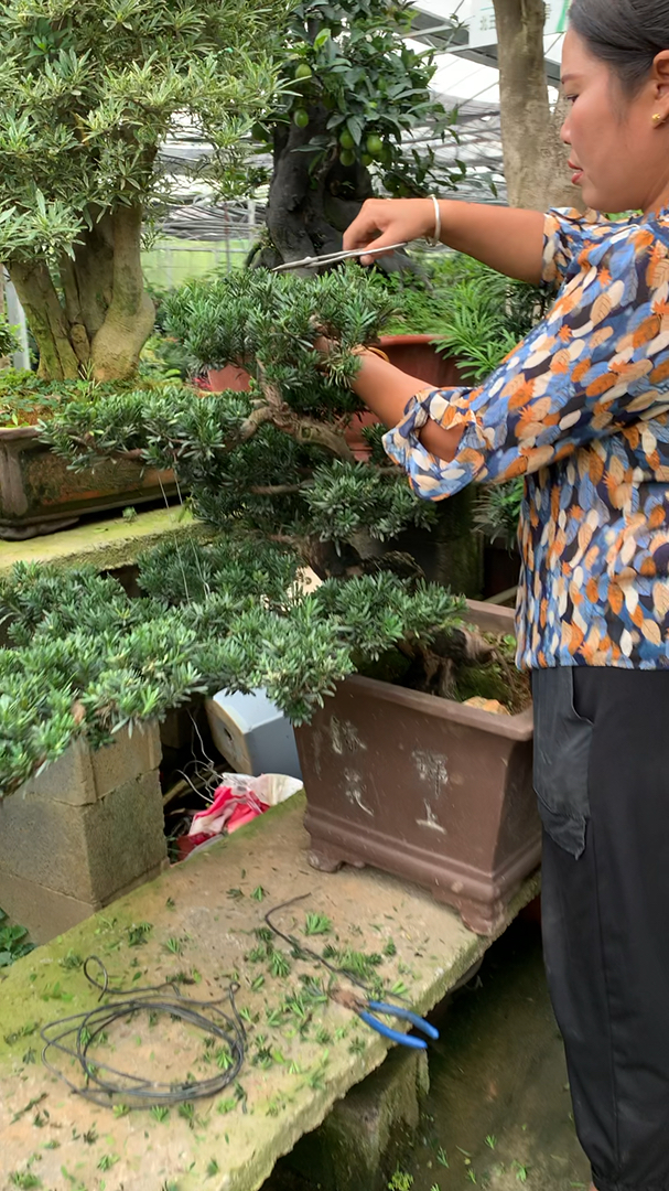 修剪罗汉松盆景