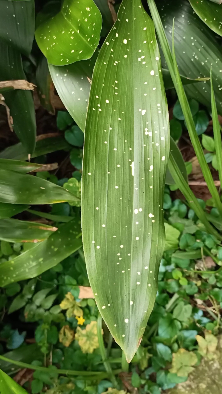 端午节#包粽子用这叶子更有价值叶片上有白点真美-度小视